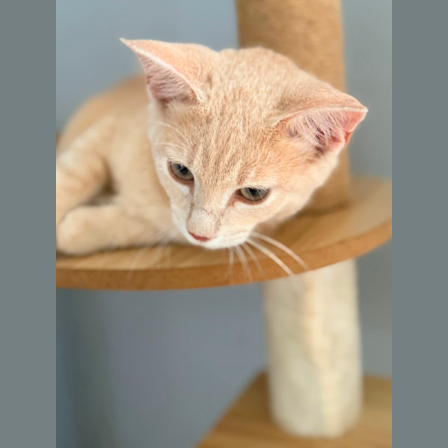 Photo of Dexter