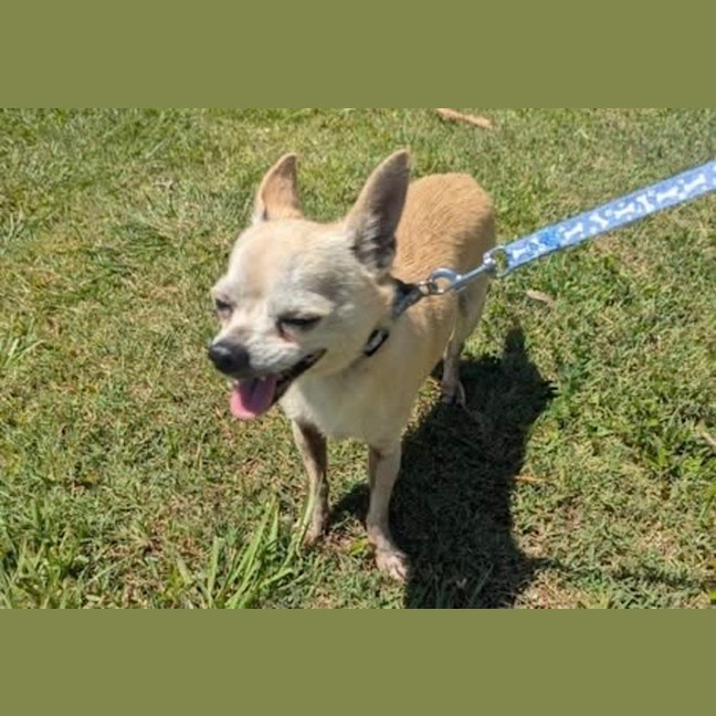 Photo of Dobbie