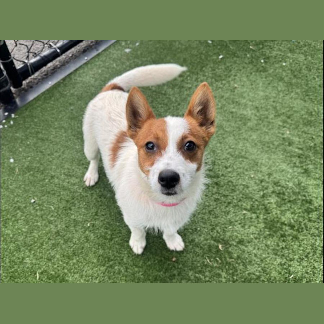 Photo of Tinka Imp 1641