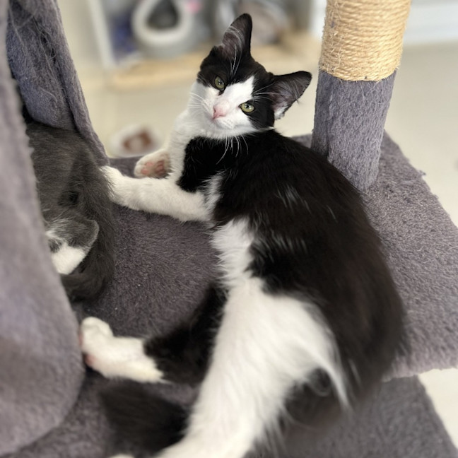 Photo of Gumdrop And Dumpling!