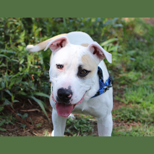 Photo of Buddy