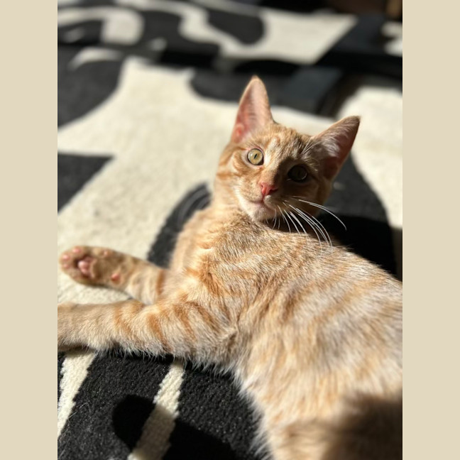 Photo of George   Located In Lower Plenty