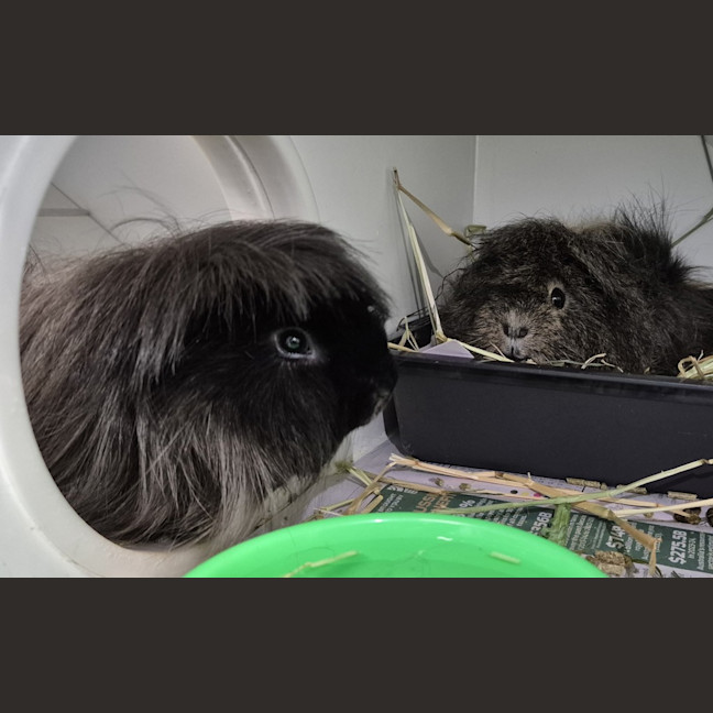 Photo of Patch (Bonded To Coco)