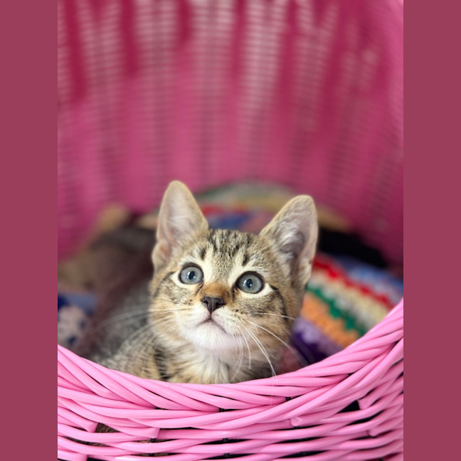 Photo of Crumble