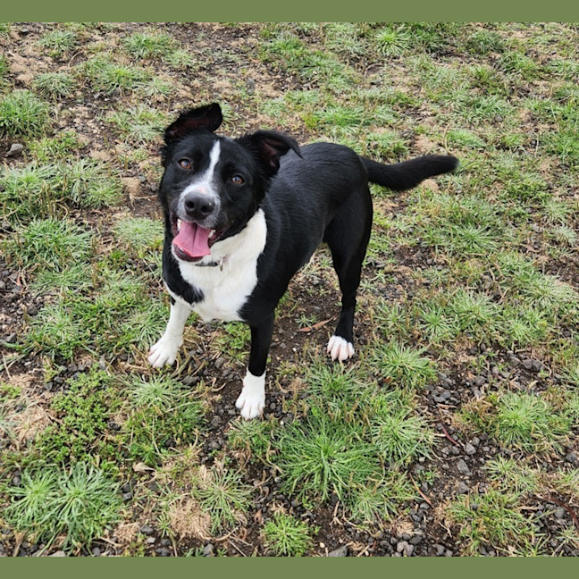 Photo of Dixie (67299)