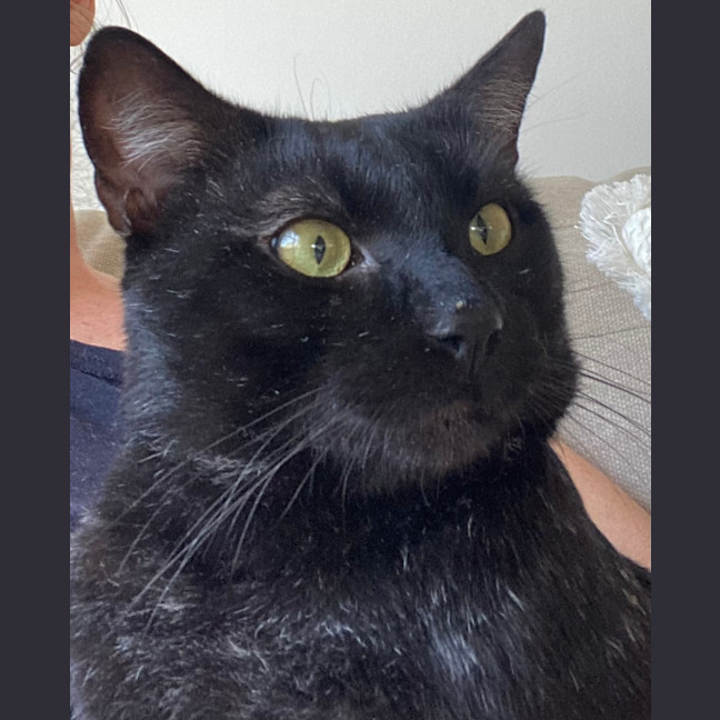 Photo of Scar