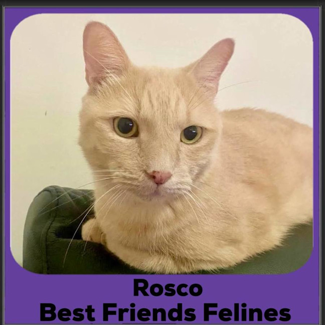 Photo of Rosco 