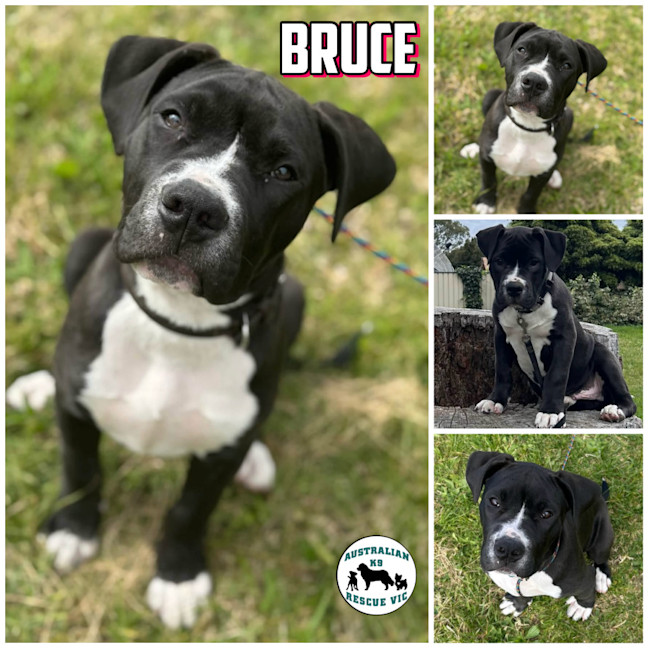 Photo of Bruce