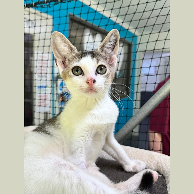 Photo of Apple Crisp