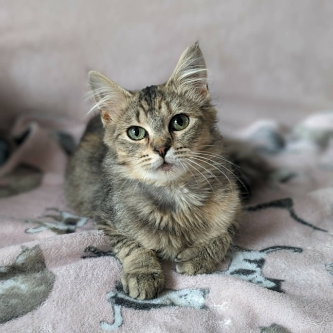 Photo of Tulip   In Foster Care In Coburg