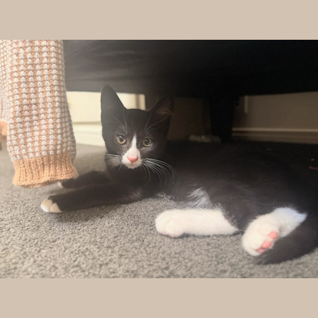 Photo of Gummy Meet Me@Petstock Mornington Store