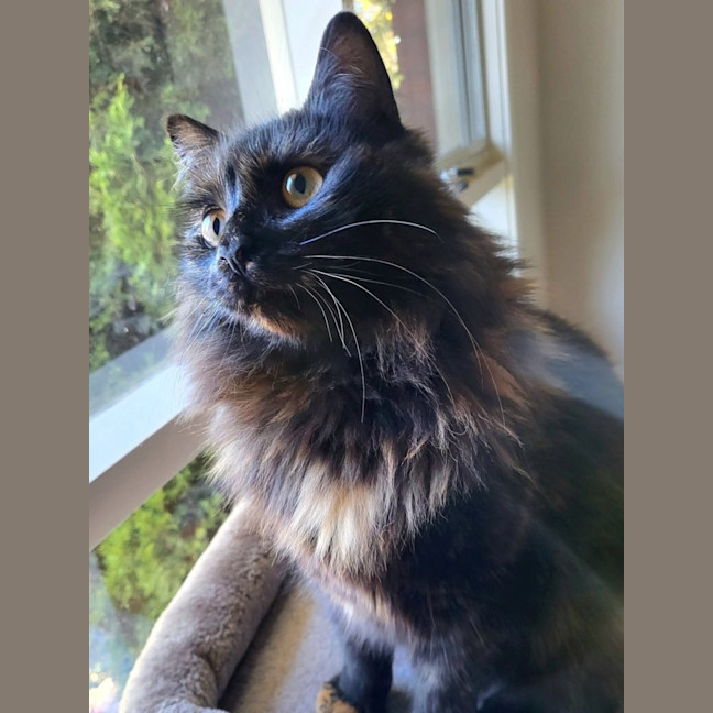 Photo of Suzi *9 Lives Project Rescue*