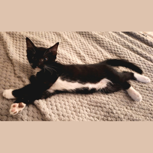 Photo of Juno