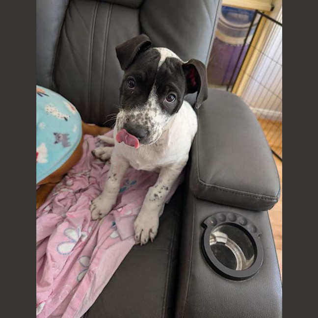 Photo of Patch