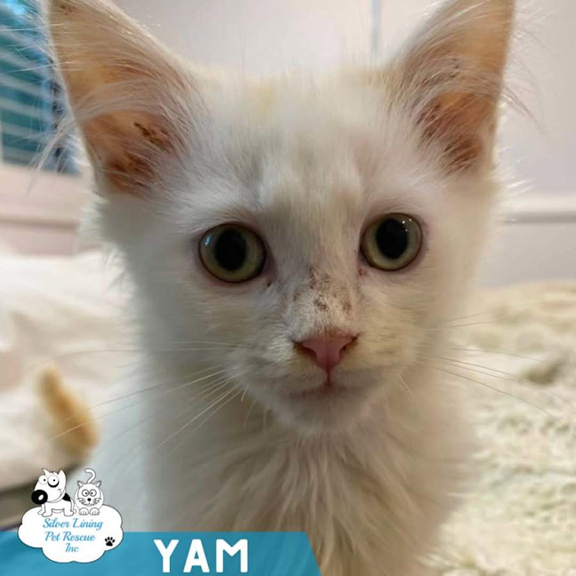 Photo of Yam