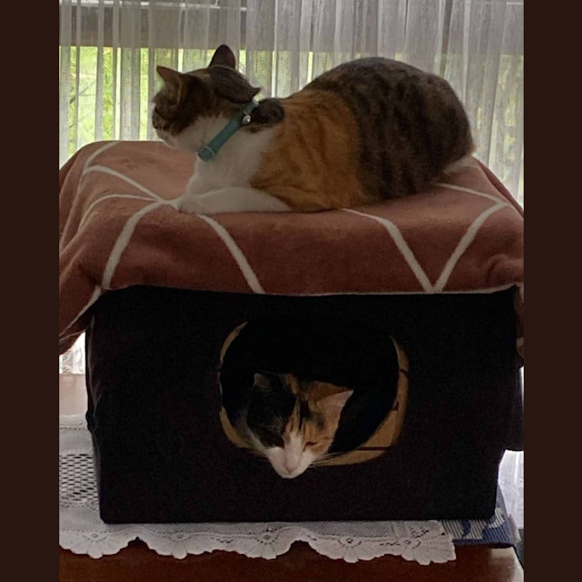 Photo of Holly & Angel