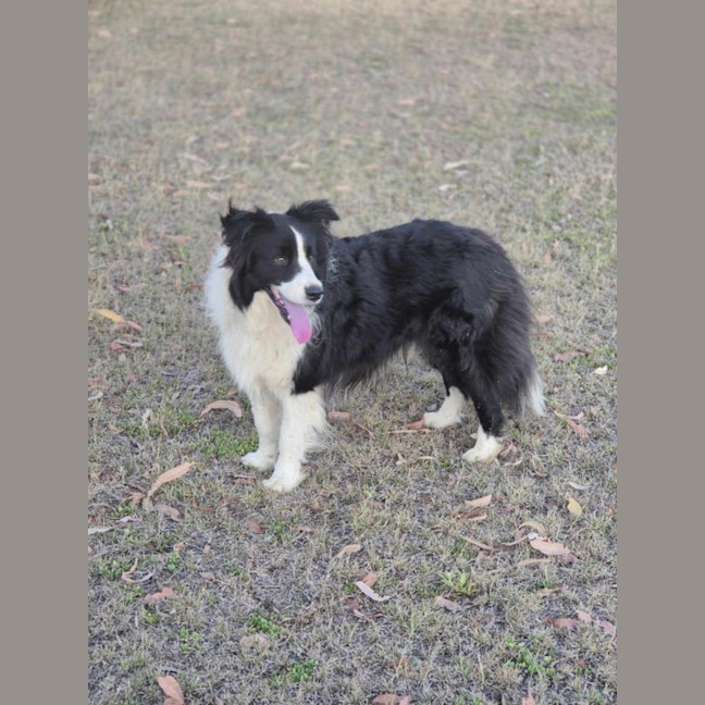 Photo of Coach And Coco