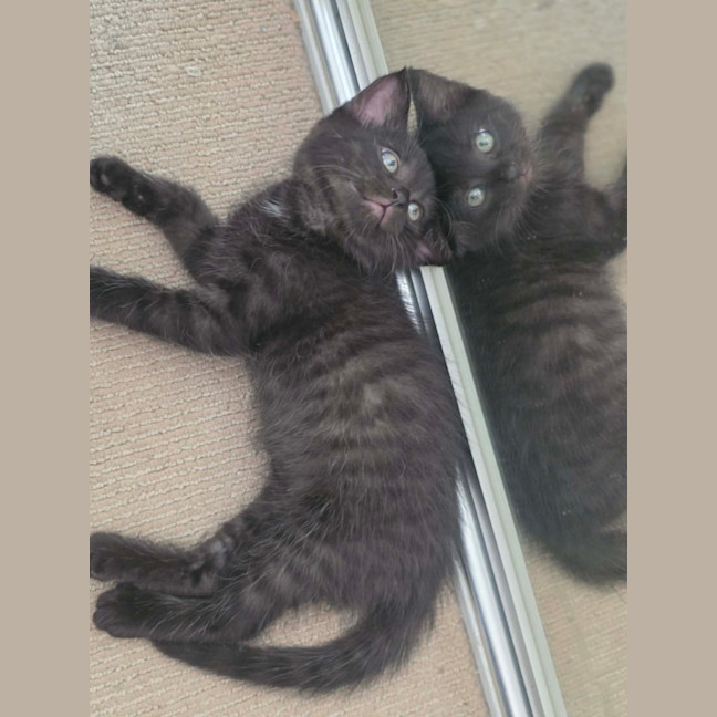 Photo of Meatball, Ziggy, Oreo & Chip