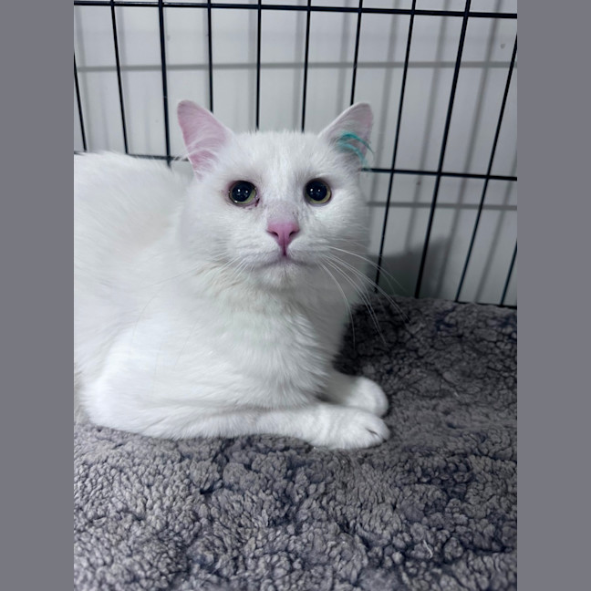 Photo of Snowy 