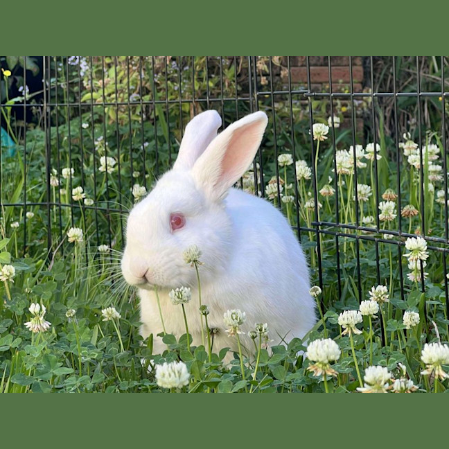 Photo of Alon (W Just Millie)