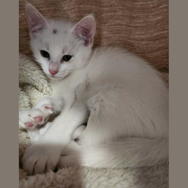Photo of Freckle