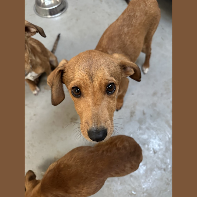 Photo of Toffee