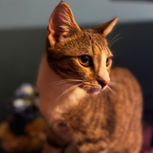 Photo of Gypsyrose