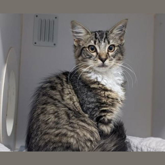 Photo of Princess Chainsaw