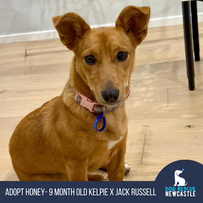Photo of Honey   9 Month Old Kelpie X Jack Russell 