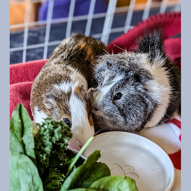 Photo of Scruffy / Chip
