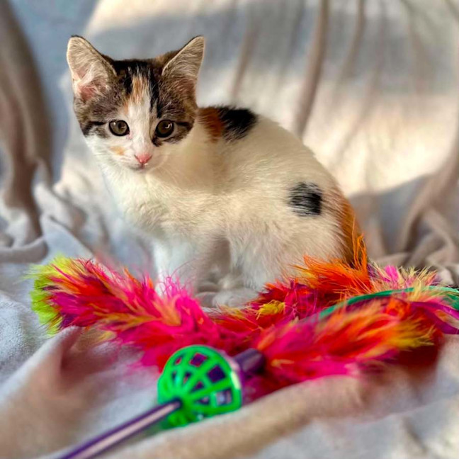 Photo of Lady Lamington   In Foster Care In Bentleigh