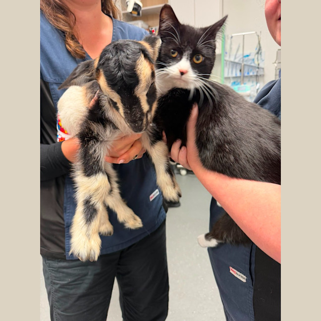 Photo of Oreo