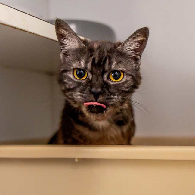 Photo of Pretty Woman