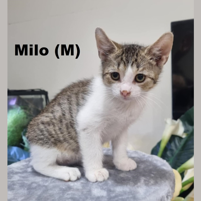 Photo of Milo