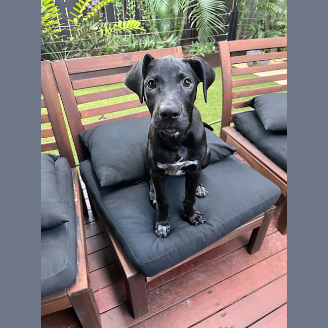 Photo of Phoebe