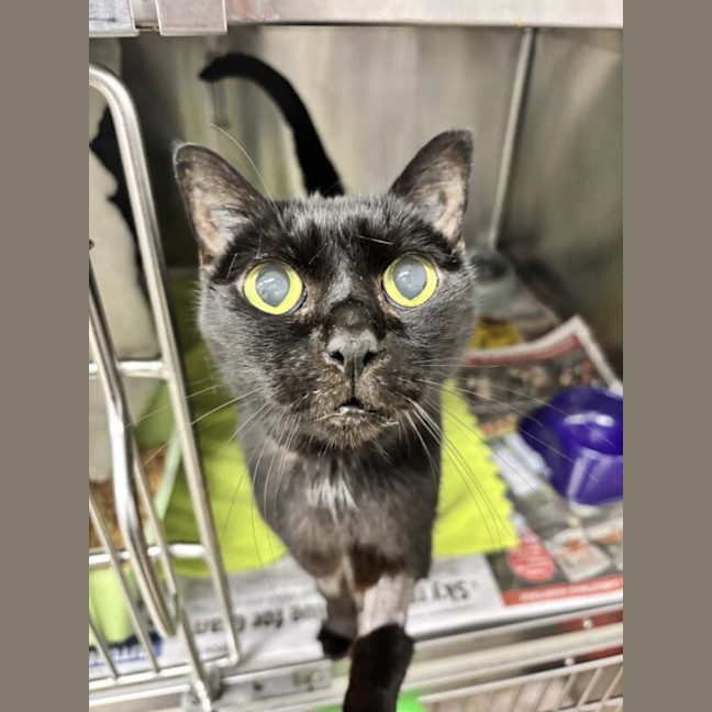 Photo of Cherry Blossom