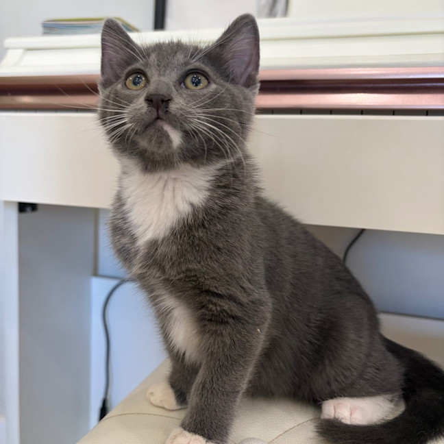 Photo of Oakley