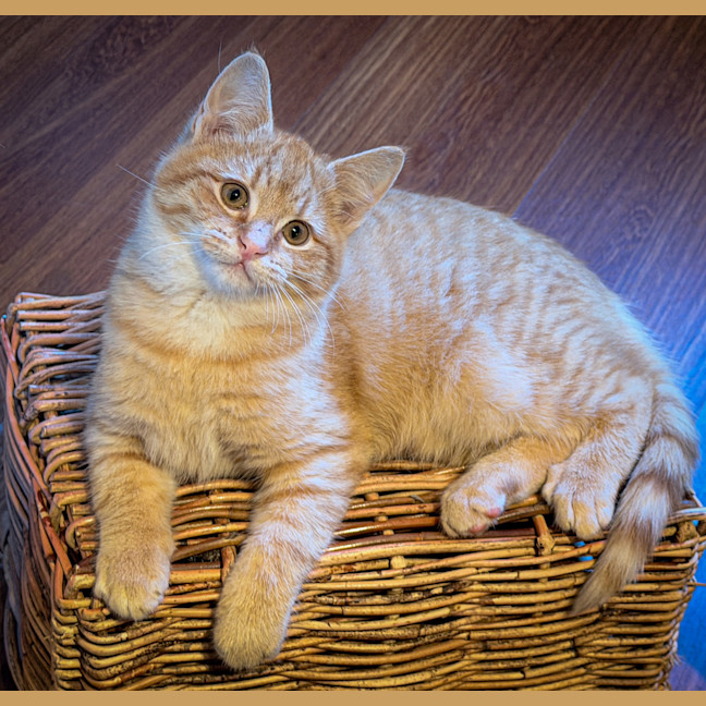 Photo of Meowstro