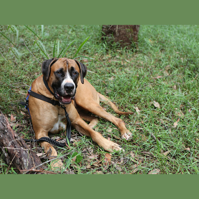 Photo of Humphrey 