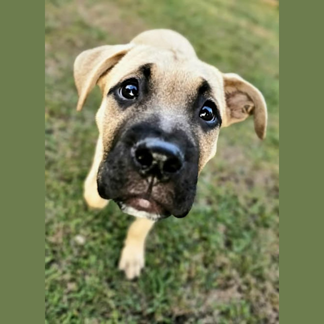 Photo of Coco