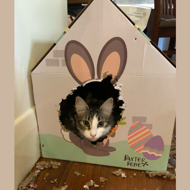 Photo of Cocoa