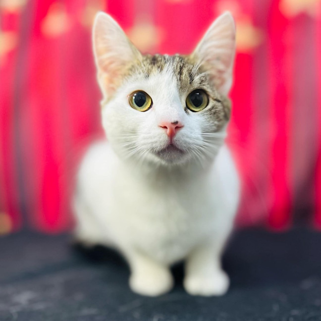 Photo of Luna   Located In Preston