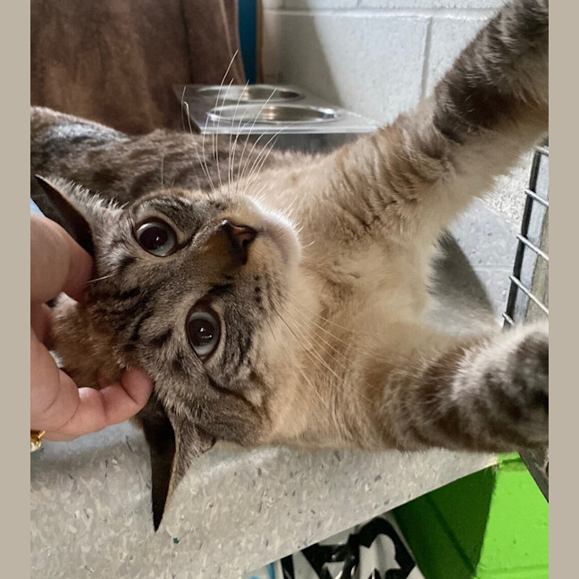 Photo of Kovu