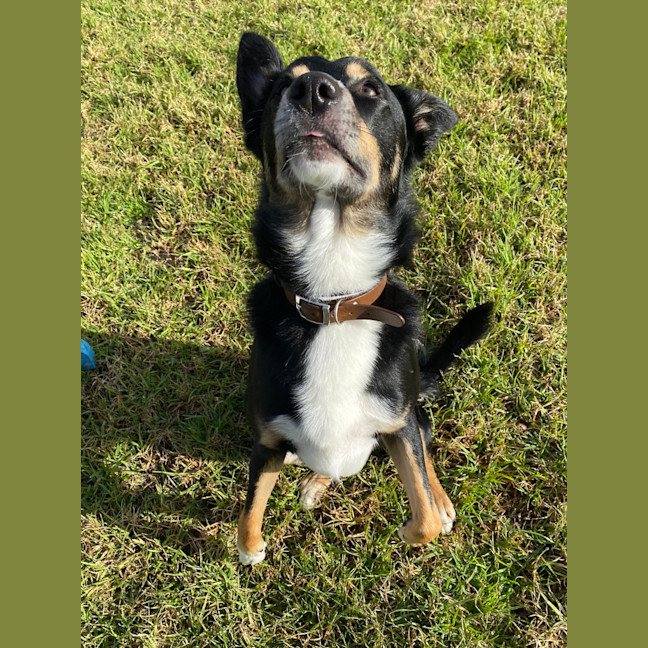 Photo of Dexter