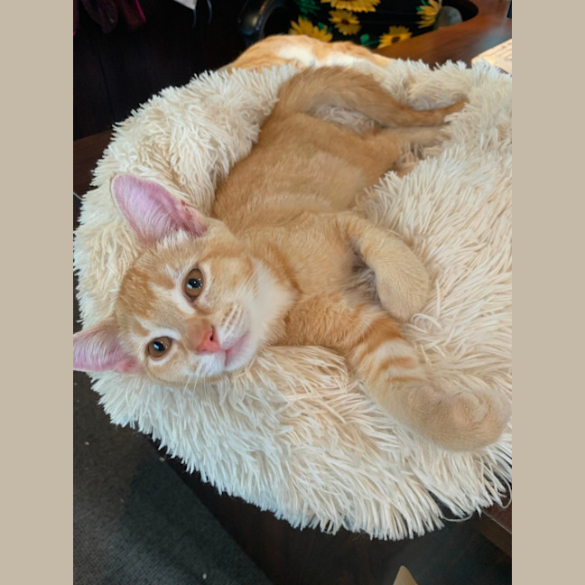Photo of Barney