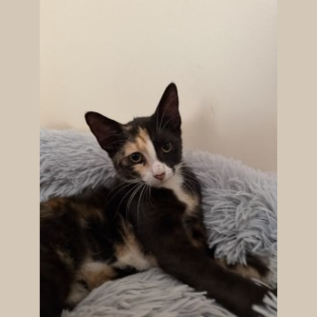 Photo of Artemis