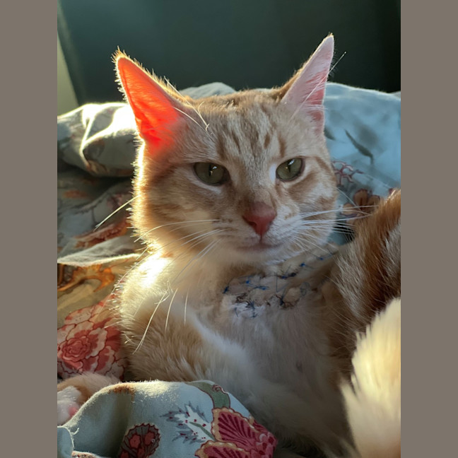 Photo of Nemo