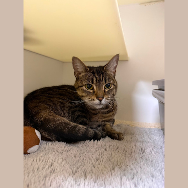 Photo of 🌨️ Misty 6956 🌨️