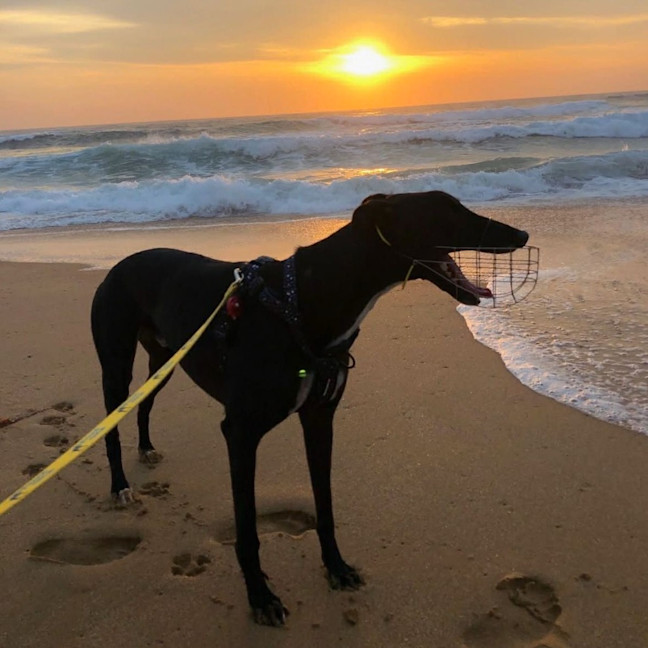 Photo of Jet The Greyhound