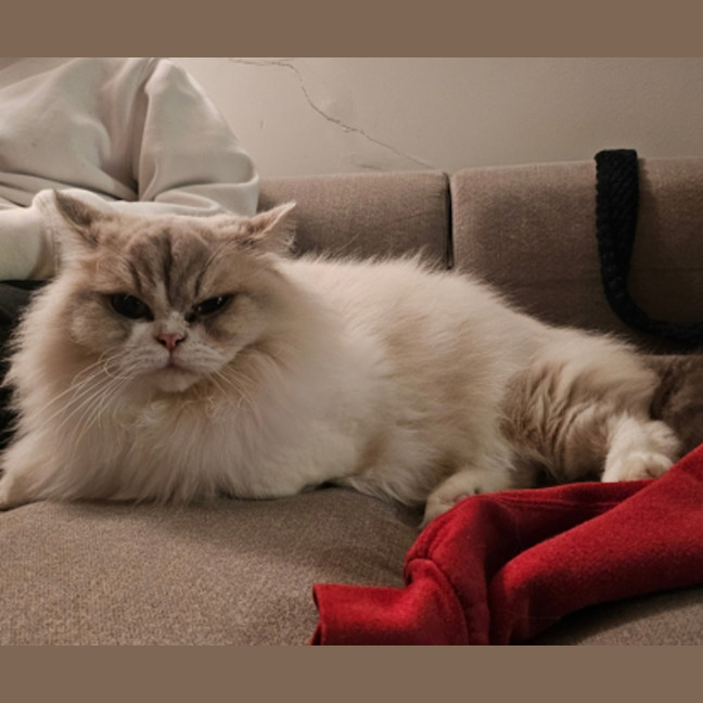 Photo of Little White